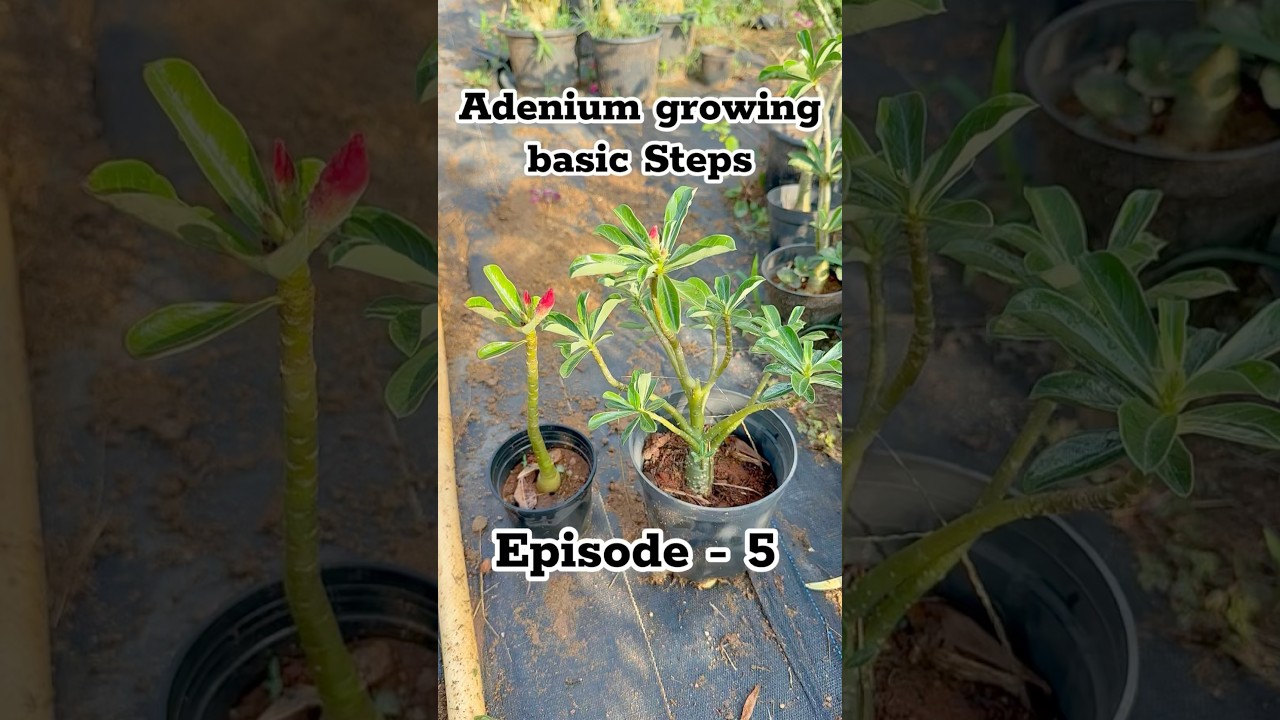 Adenium plant tips 🥳😘🥳