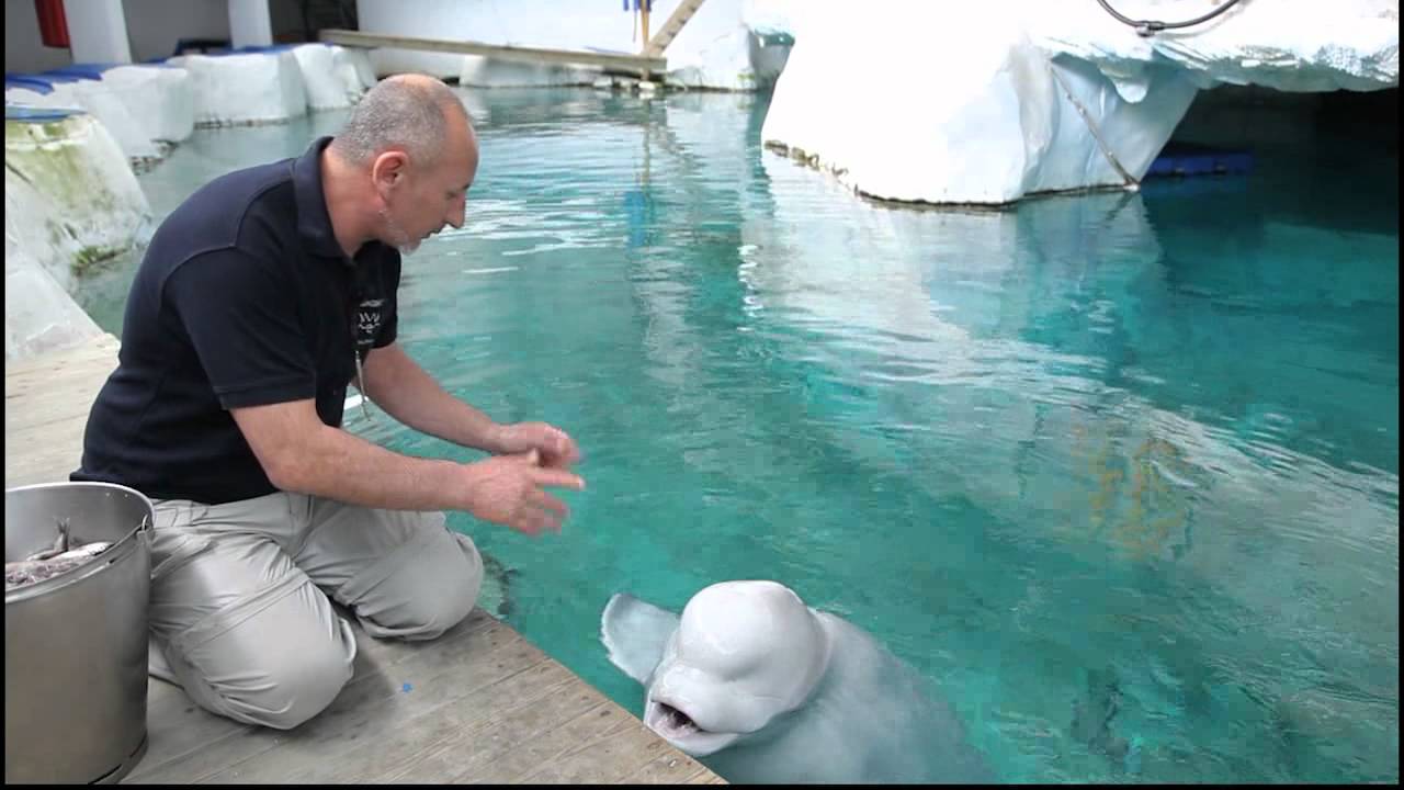 BELUGAS OCEANOGRAFIC CIUDAD ARTES Y CIENCIAS VALENCIA
