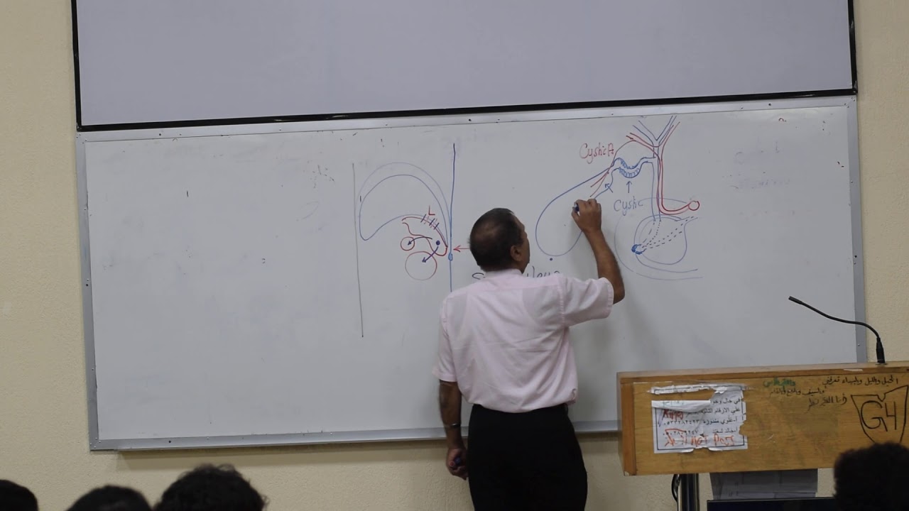 Surgical anatomy 3/4