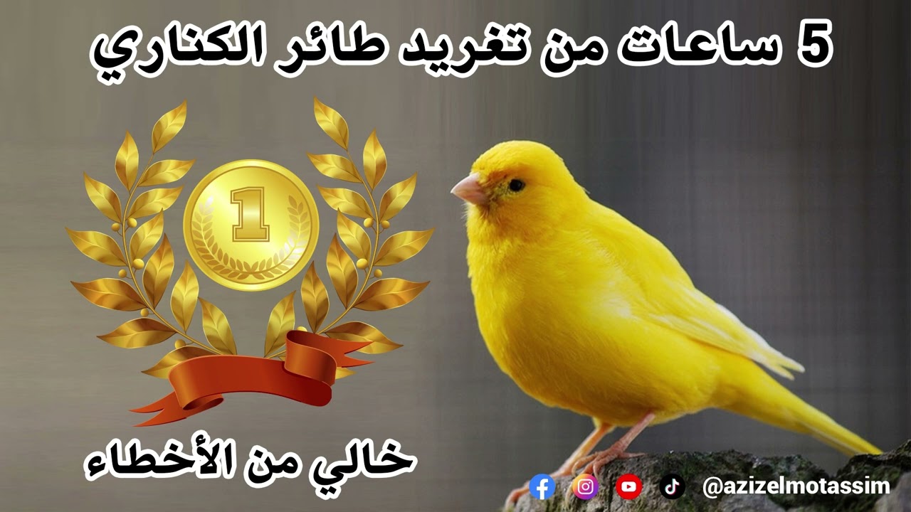 5 ساعات من تغريد طائر الكناري خالي من الأخطاء لتعليم الفراخ