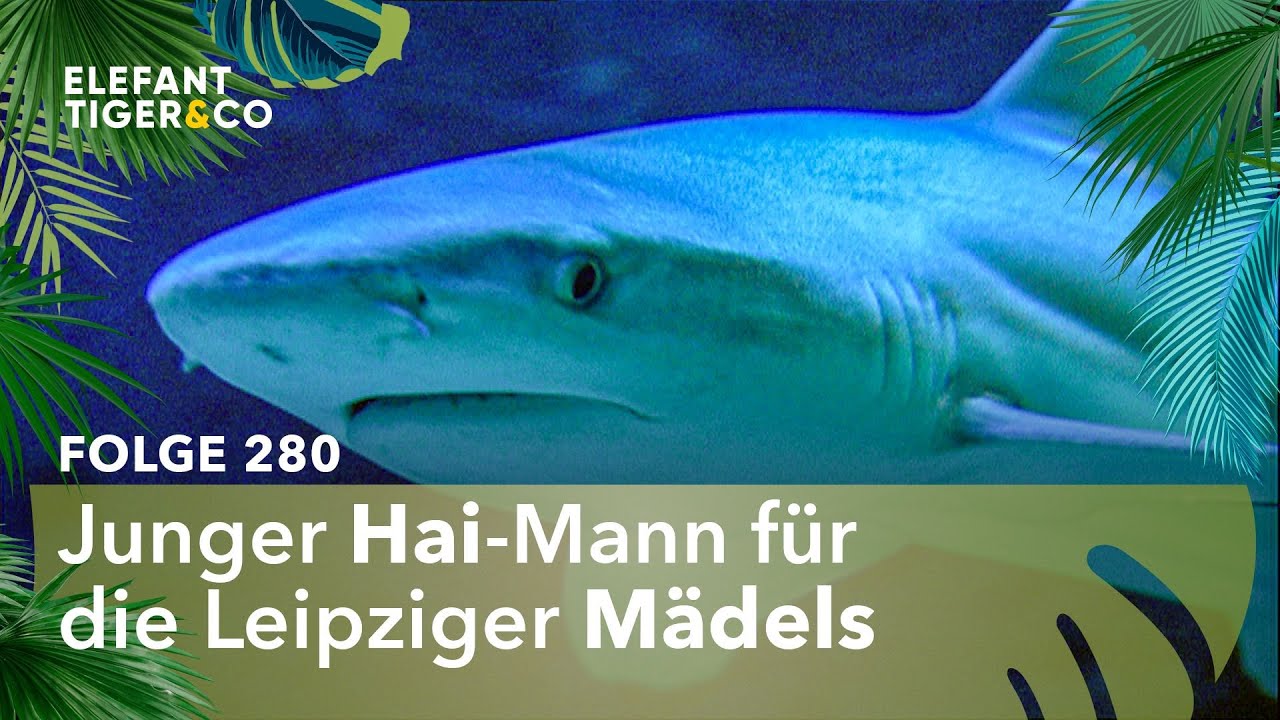 Der neue Macho-Hai (Folge 280) | Elefant, Tiger & Co. | MDR