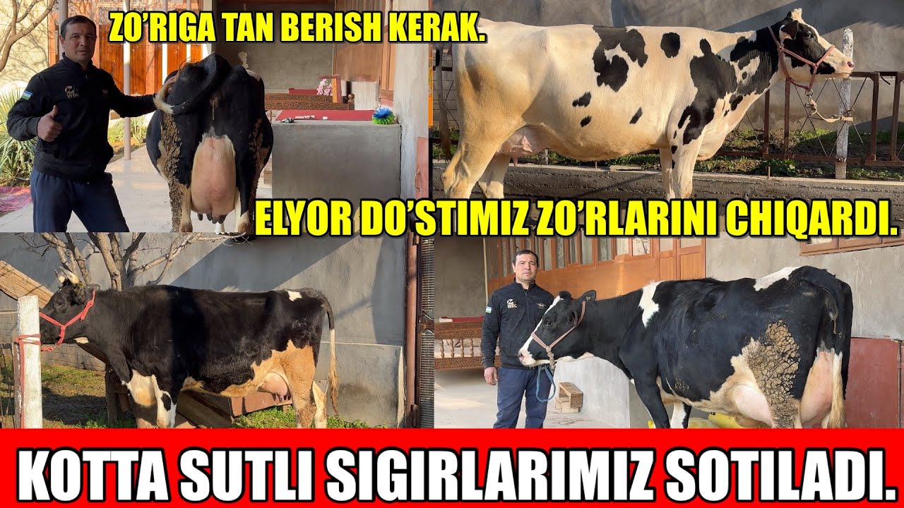 ROSSIYSKIY GOLESHTEN FRIZ SIGIRLARI SOTILADI.