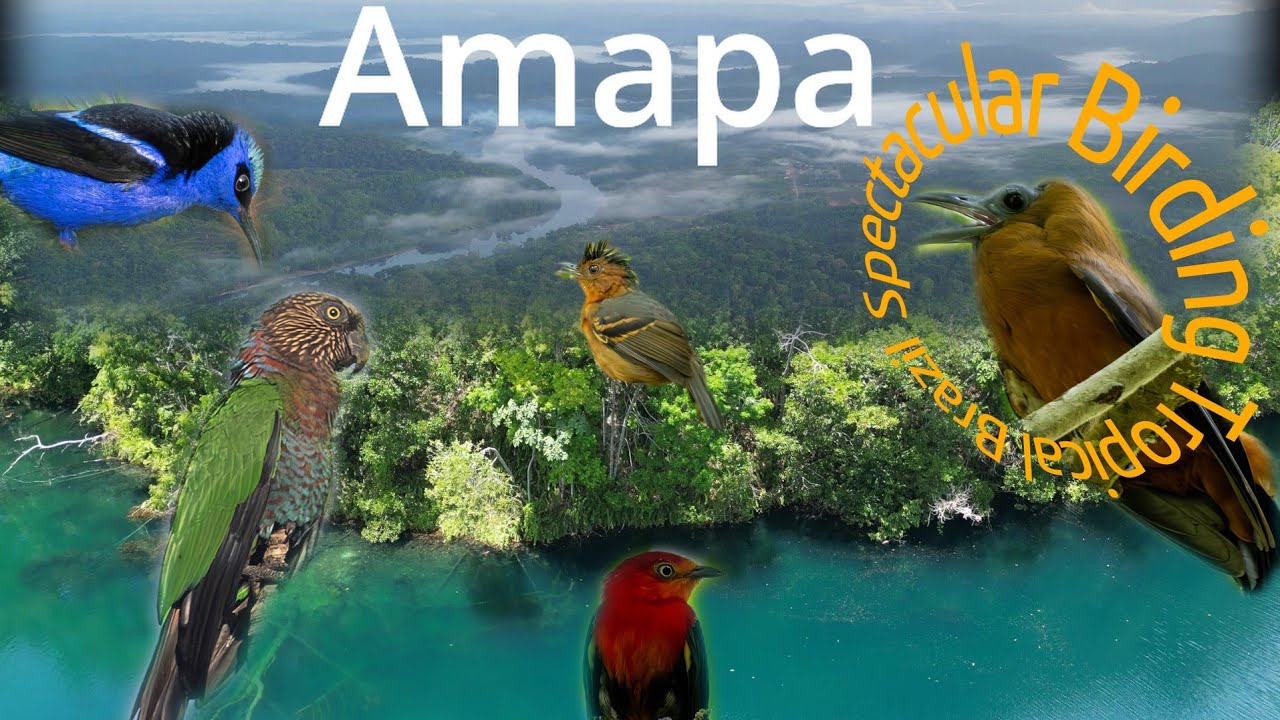 Exploring Birds of Amapá: Where the Amazon Meets the Atlantic - @Spectacular Birding Tropical Brazil