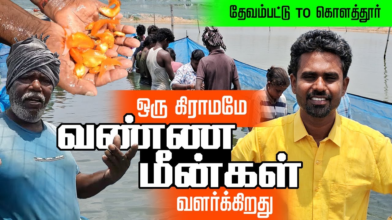 கொளத்தூர் வண்ண மீன்கள் வளர்ப்பு - தேவம்பட்டு  கிராமம் Fish Farming Golden Fish Devambattu - Kolathur