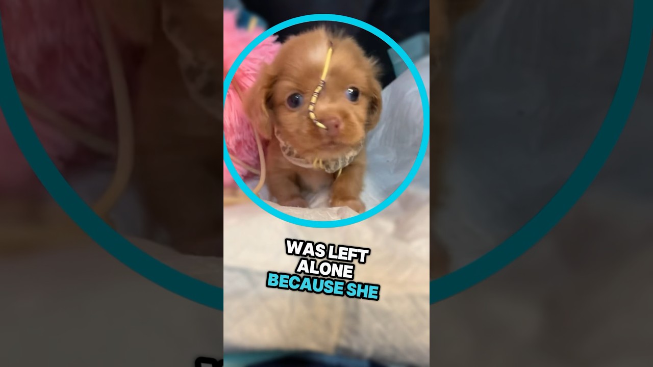 Insane Dog Recovery Story ❤️