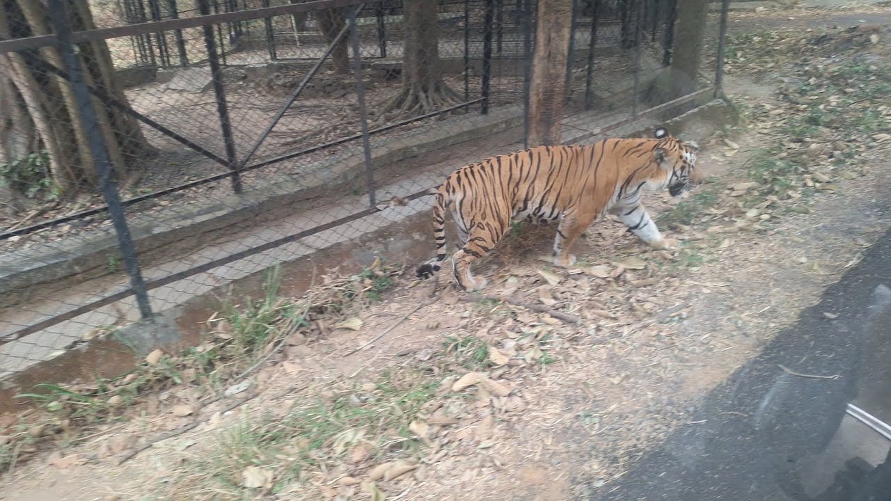 Part 2-onearm distance dur tha🐅 #bannerghatta #bangalore #tiger #video #youtubevideo #wildlife #wow 