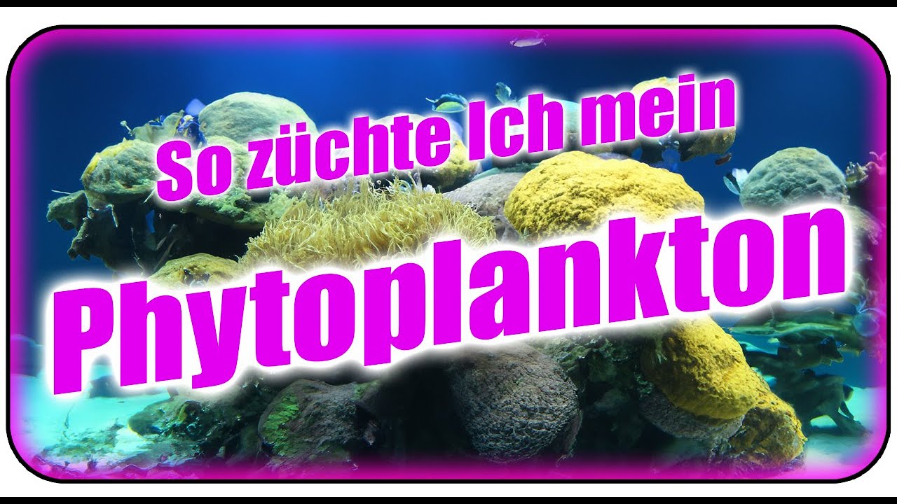 So züchte Ich mein Phytoplankton