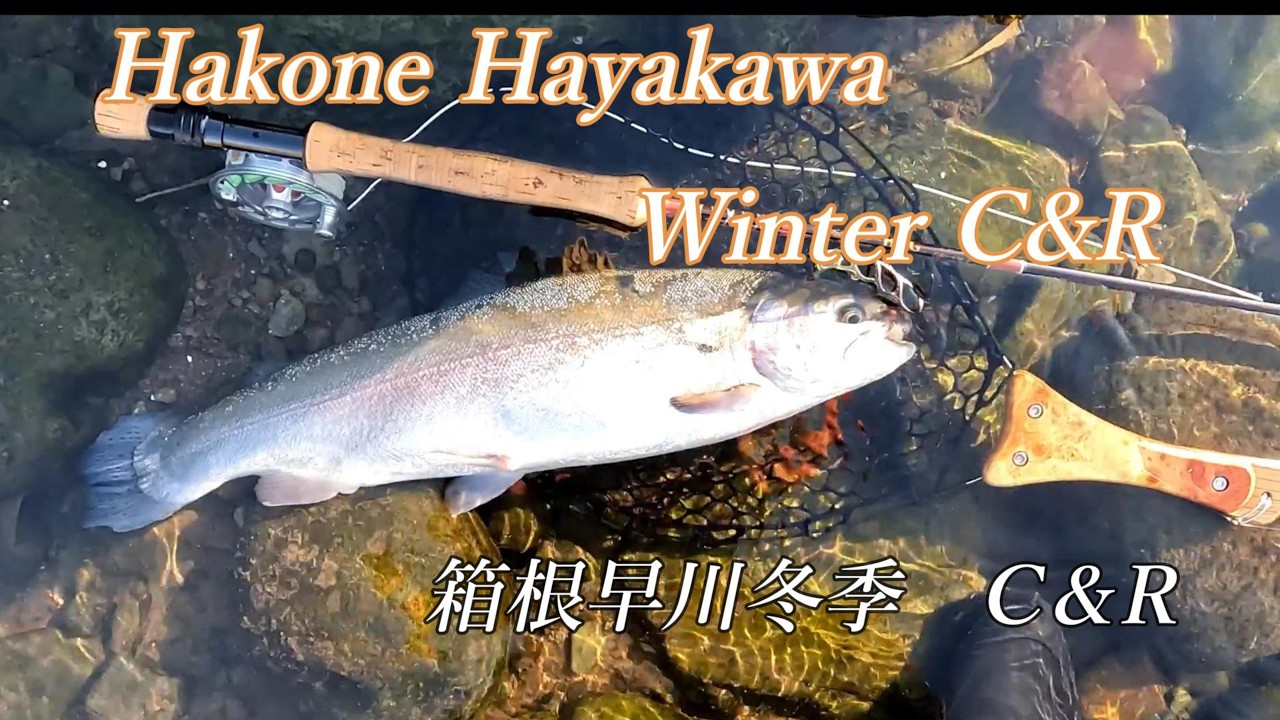 箱根早川　2026年1月7日と2月4日の短時間の釣行です