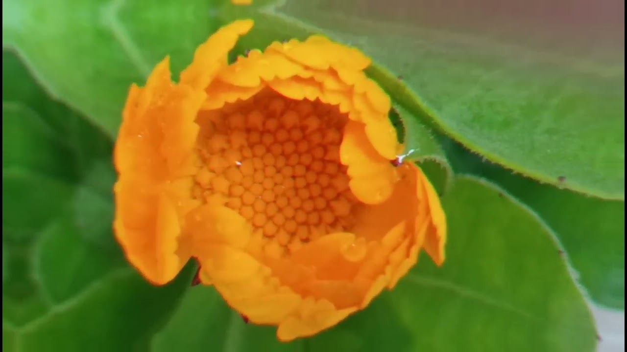 खूबसूरत कैलेंडुला (calendula) डेलिया (Dahila)or Pansy फ्लावरिंग प्लांट #garden #nature #flowers 