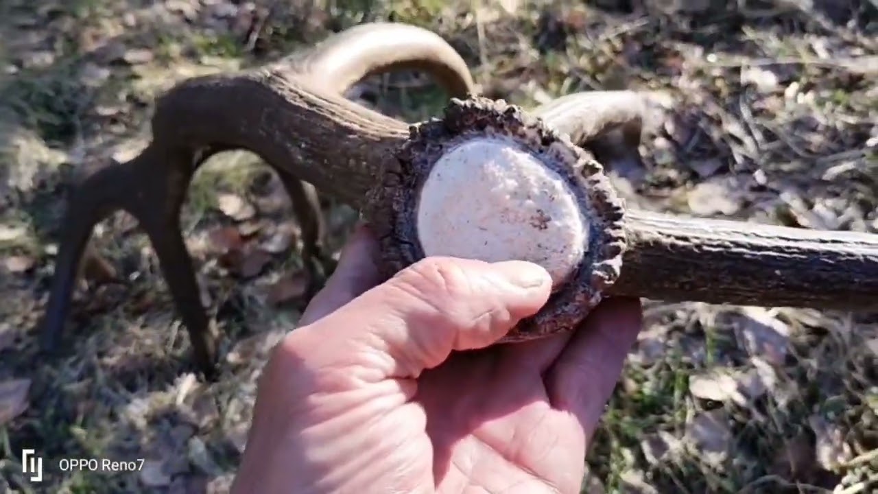 Świeżaki jeleni 2024, część Pierwsza 🦌🌲🌳