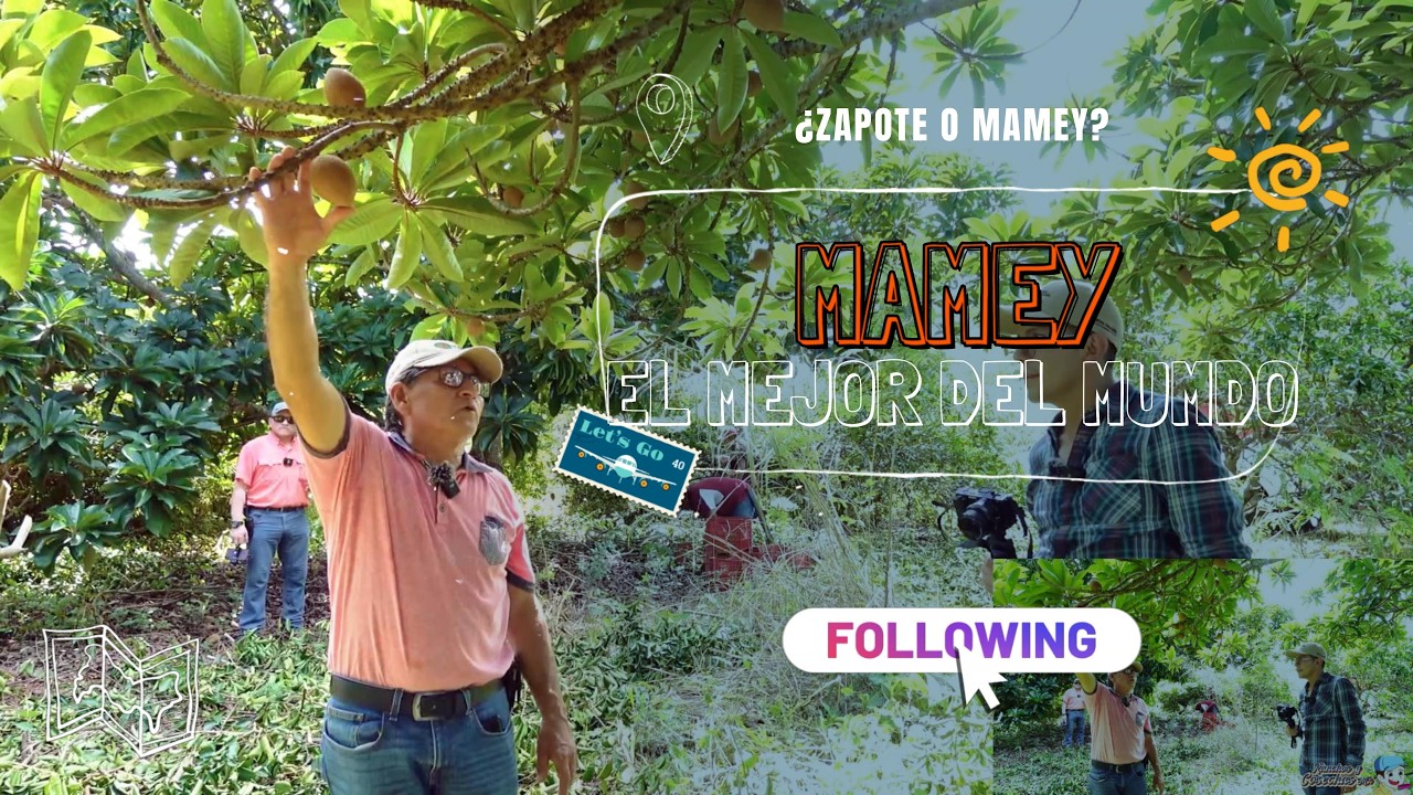 MAMEY EL MEJOR ZAPOTE DEL MUNDO | YUCATAN CUENTA CON LA UNICA HUERTA CERTIFICADA
