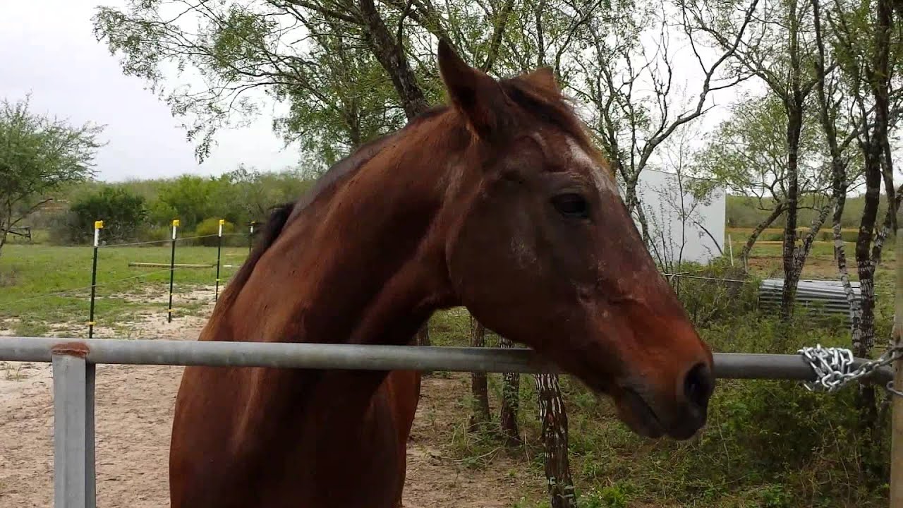 Senior horse calling for his buddy out riding :)