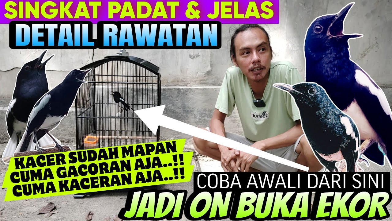 Punya Kacer Cuma WIKPLONG ⁉️ PAKAI CARA INI SAJA, AGAR KACER JADI GACOR BUKA EKOR