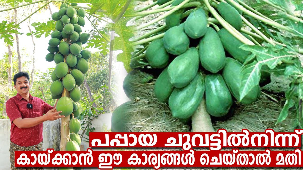 പപ്പായ കുലകുത്തി കായ്ക്കാൻ ഇത്  ചെയ്താൽ മതി | Pappaya Farming Easy Tips