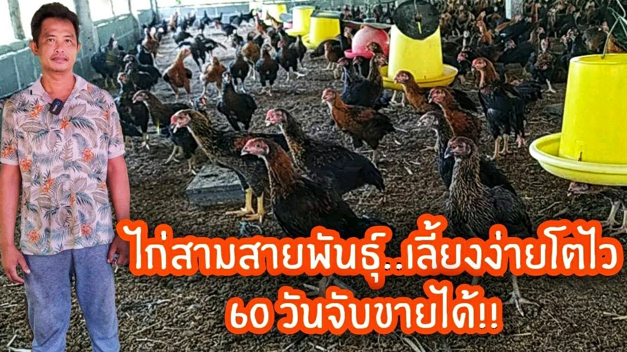 ไก่สามสายพันธุ์..เลี้ยงง่ายโตไว 60 วัน จับขายได้