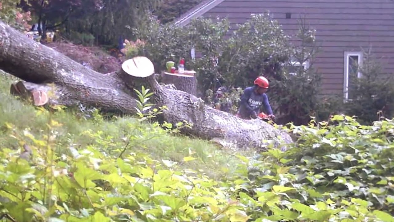 Evarts Tree Service Part 9B #treebiz #treecutting #arblife