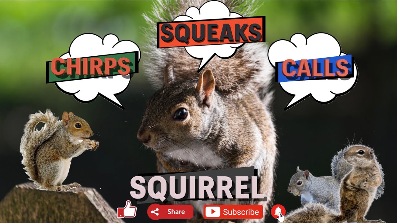 Squirrel 🐿 sound | squirrel noises sound | loud squirrel 🐿 chirping sound | grey squirrel call