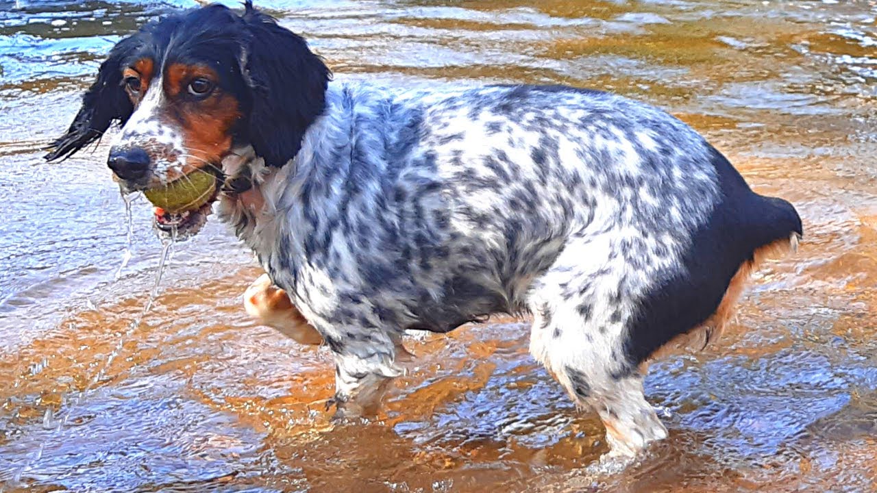 Mon Chien lance sa Balle dans l'eau et va la chercher