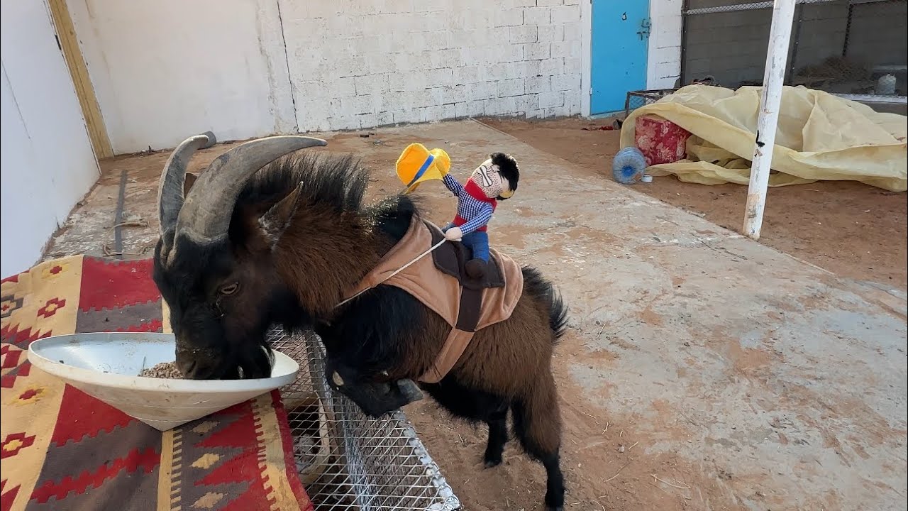 التيس اصبح وحيد 🥲💔💔