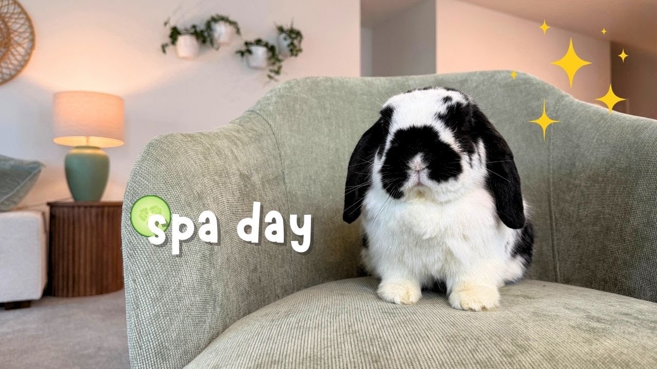 Bunny Spa Day