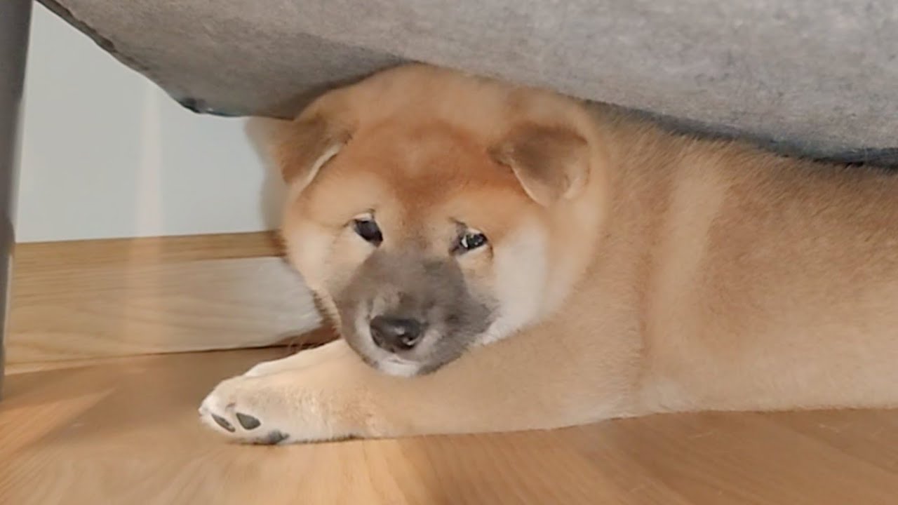 Puppy cries just like a human baby to sleep ❤️