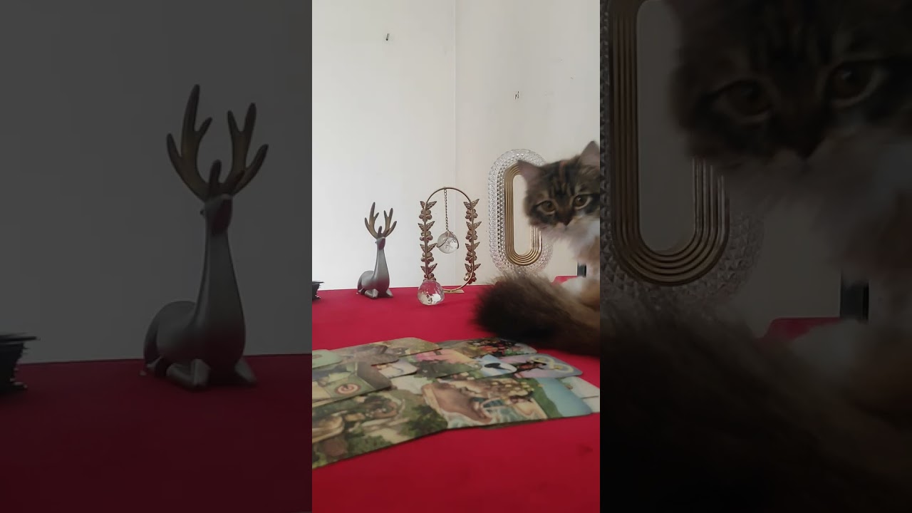 لو محتار بين قرارين 🔮اصعب من بعض تابع القراءه 💯🅰️أون دذس ف ه ل ى ص ط ب ح🅱️ت ث خ ج رزش عغ ق ك ض ظ م 💫