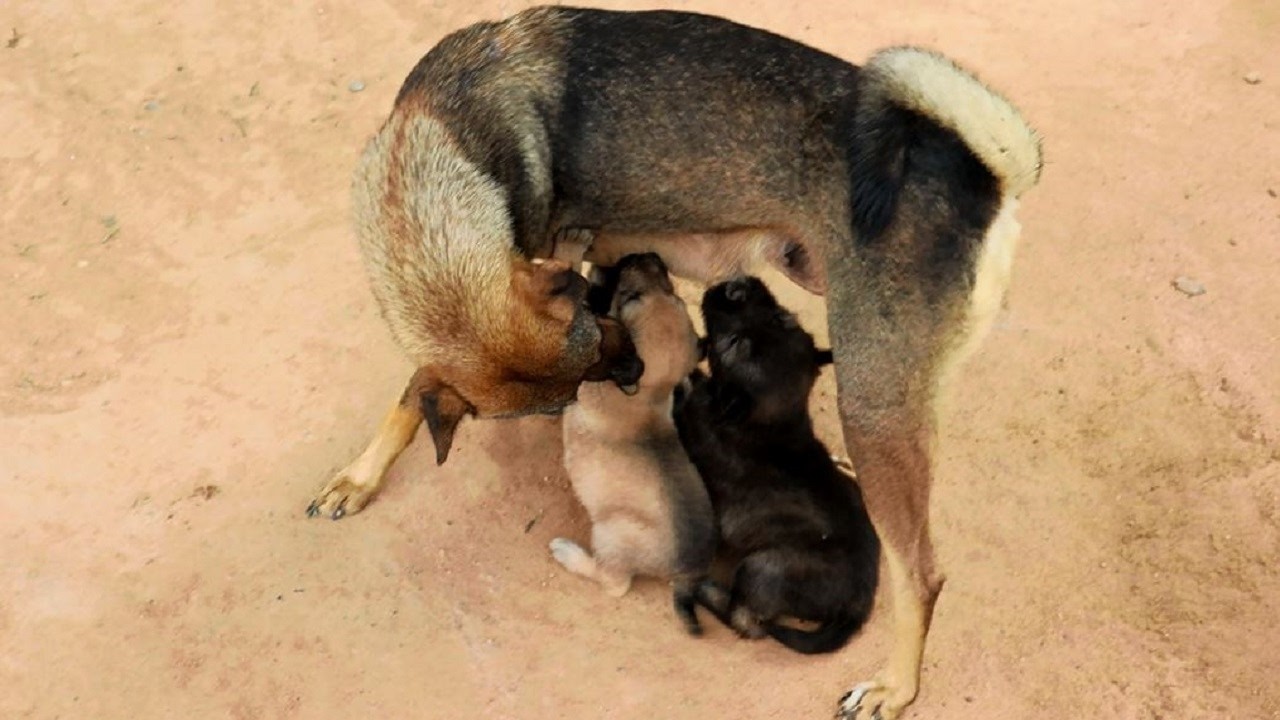Sweet Mom Dog with Her Newborn Puppies | Heartwarming Moments