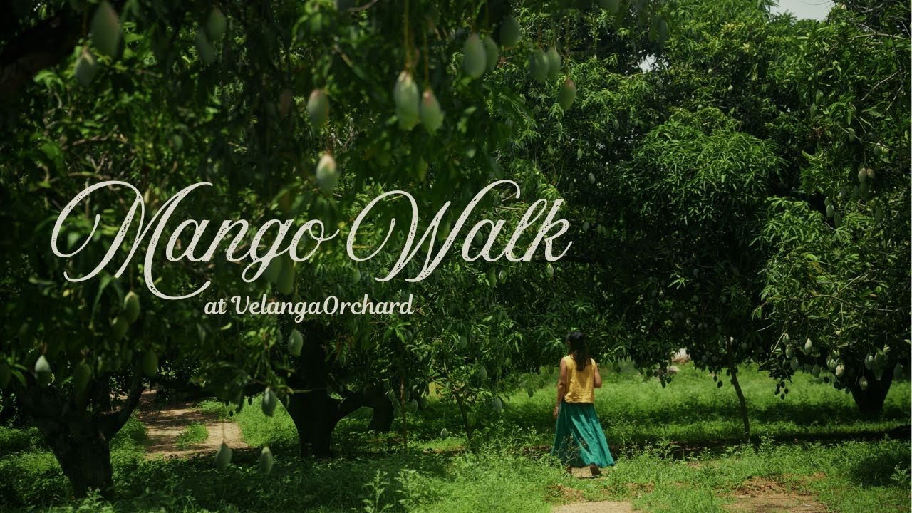 Mango Orchard Tour | Different Varieties of Indian Mango