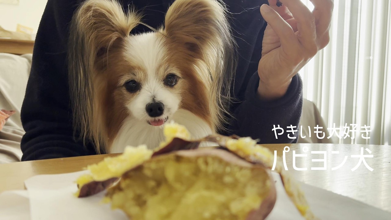 やきいもが大好きすぎて黙っていられないパピヨン犬 #153