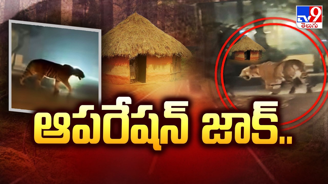 ఆపరేషన్‌ జాక్‌.. | East Godavari Tiger Updates - TV9