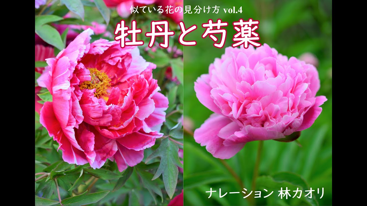 牡丹と芍薬の見分け方『似ている花の見分け方vol.４』 （ナレーション 林カオリ）