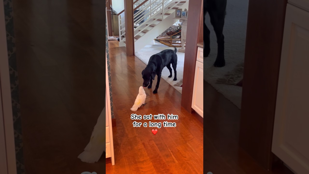Reunited again 🥹 #cockatoo #parrot #lab #dog #bird #friends