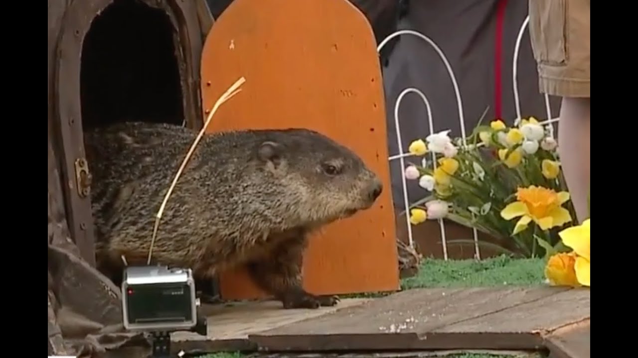 Will we have more winter? Woody the Woodchuck at Howell Nature Center will decide