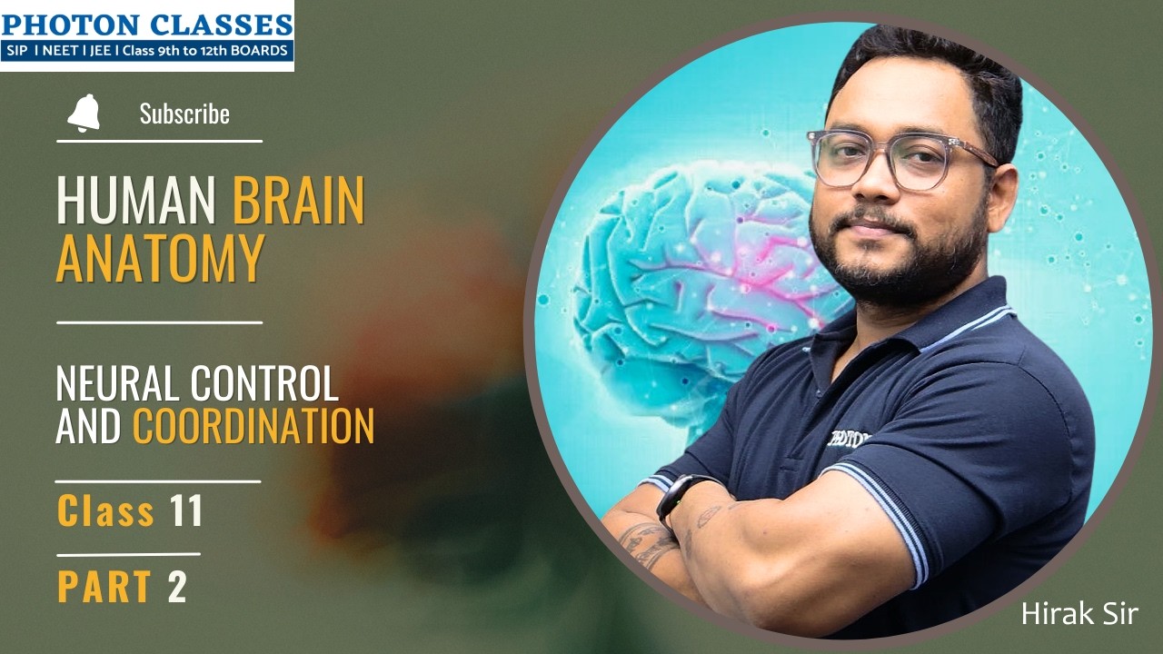 Human Brain Anatomy  Part 2 | Biology Class 11 | Neural Control and Coordination | Photon Classes