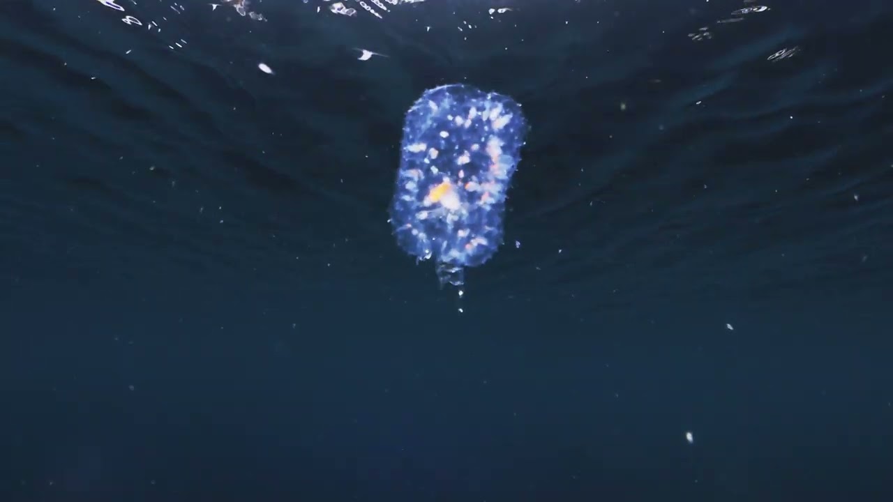【映像記録】タルマワシ科の一種がサルパをくり抜き住み着いて巧みに樽を操る様子を観察する- Deep-sea pram bug
