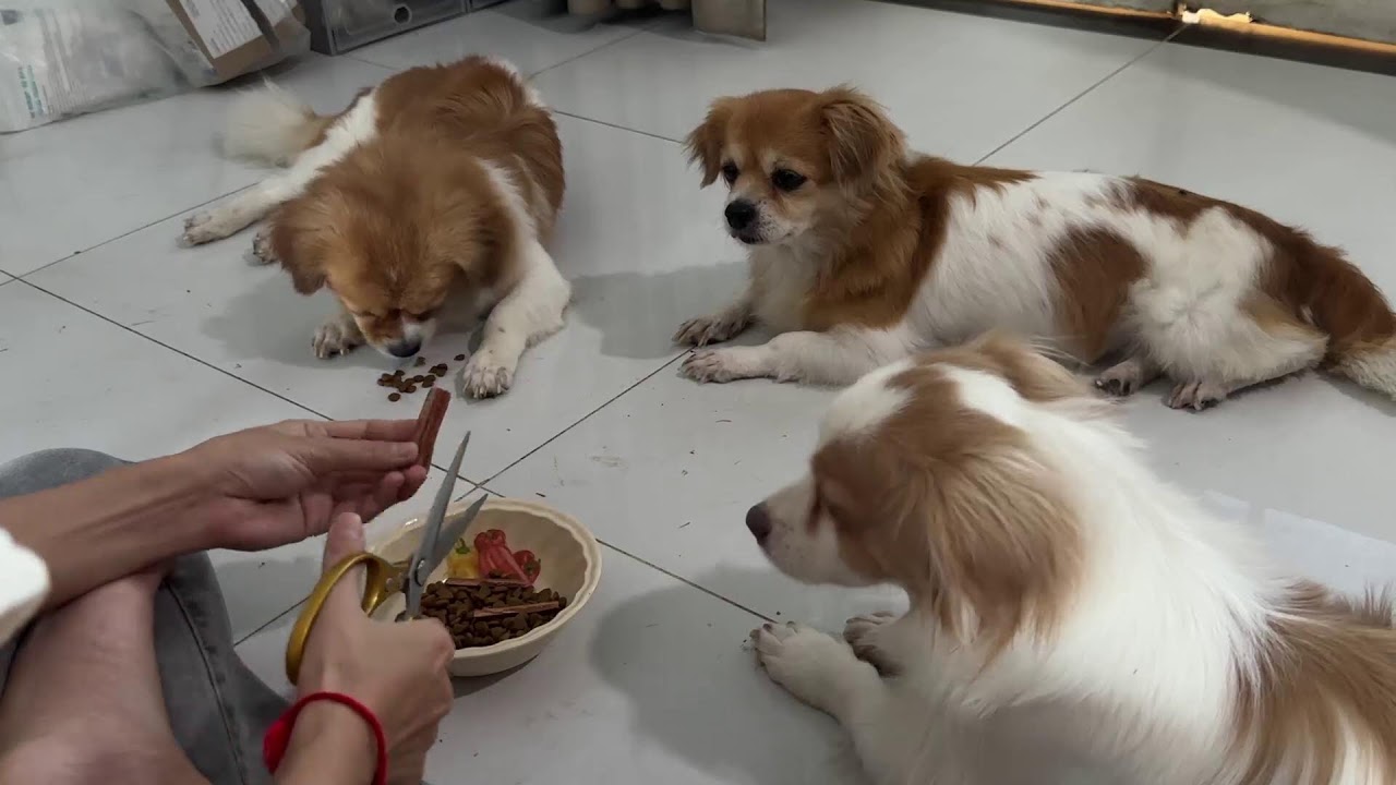 Fluffy dinner joy