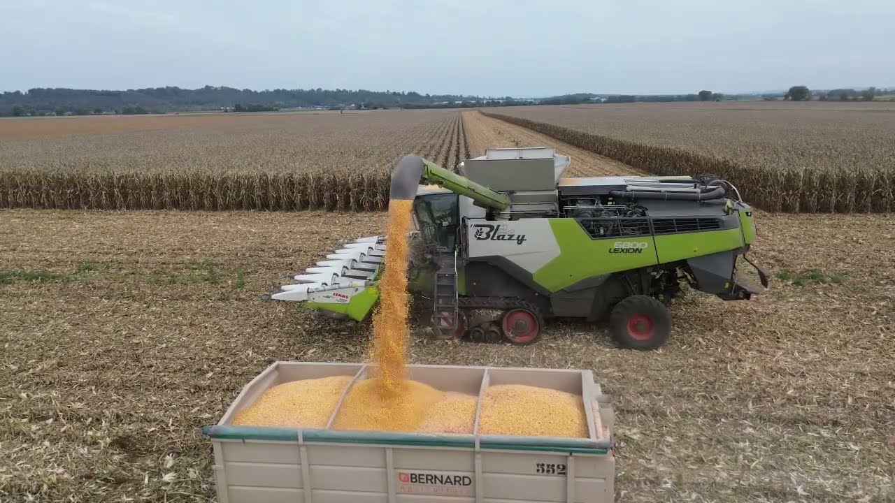 Moisson de mais grain/ CLAAS Lexion 6800 498ch/8rangs/ETA Blazy/pour les Benne  de chez Bernard ES1