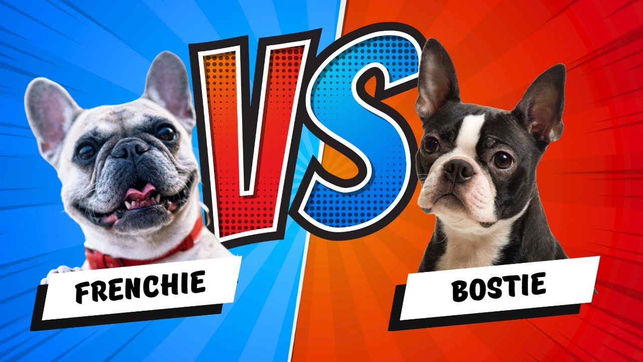 French Bulldog vs Boston Terrier Which is Better? Dog vs Dog