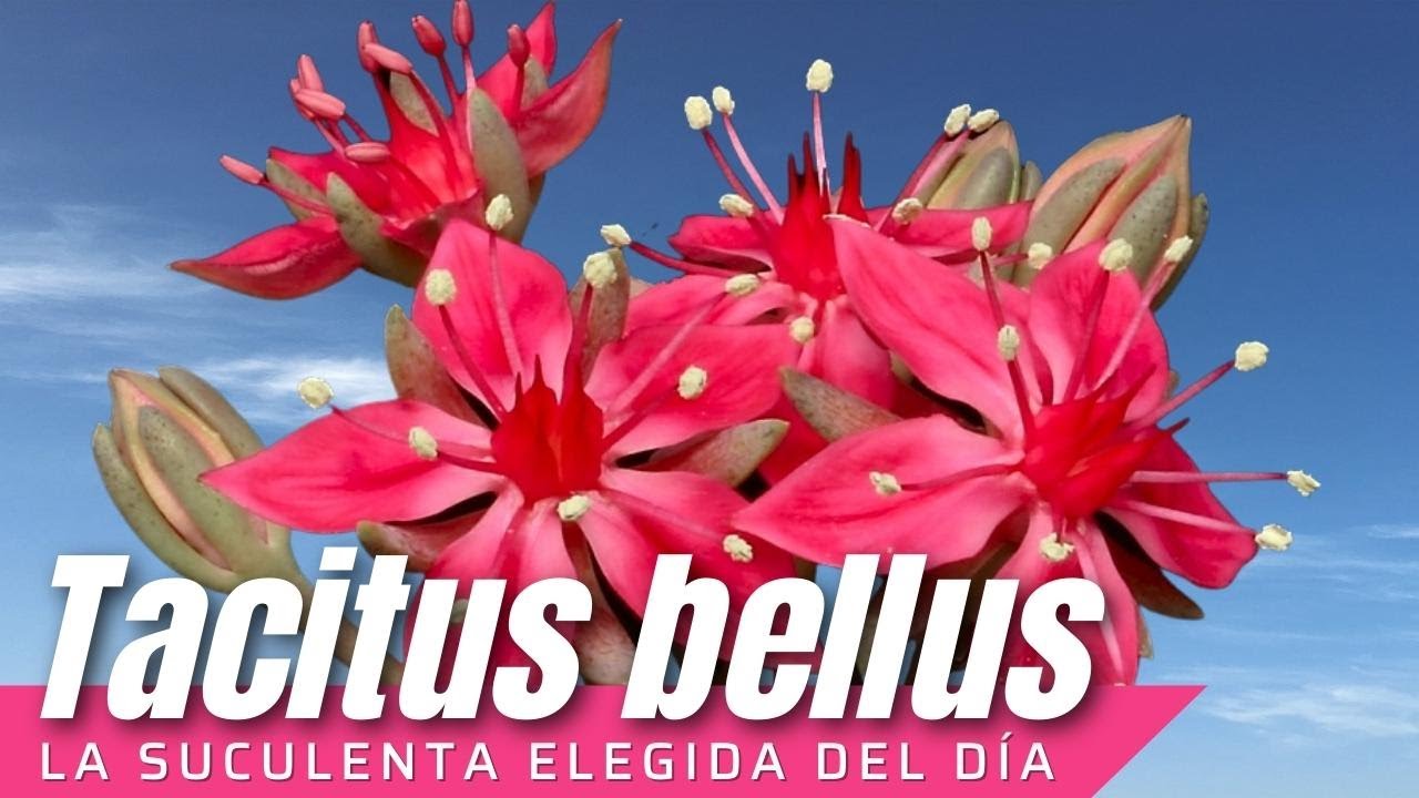Tacitus bellus, la suculenta con la flor MÁS BELLA #LaSuculentaElegidadelDía
