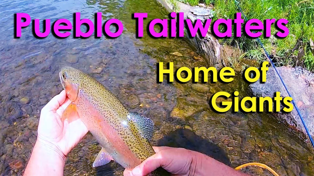 Huge Rainbows on Pueblo Tailwaters summer Fly Fishing Arkansas River