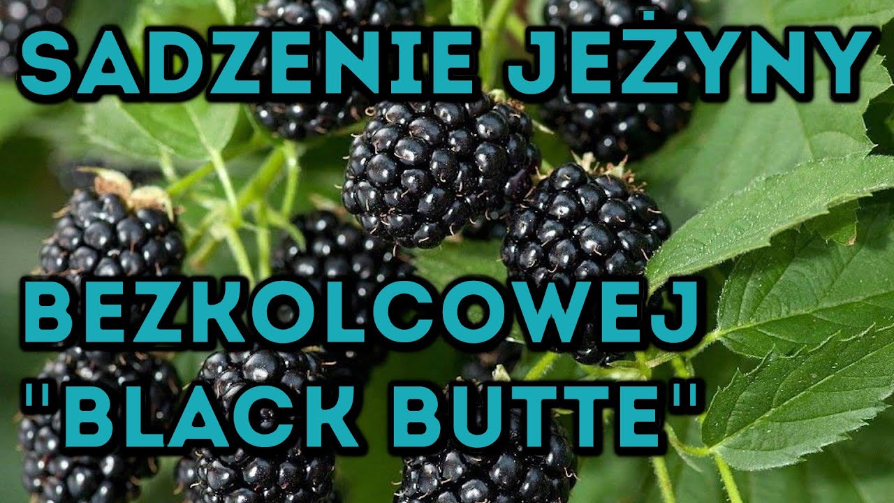 Na Działce! Vlog odc.36 Jeżyna bezkolcowa 