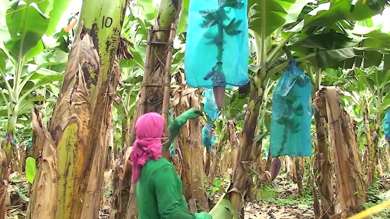 Neo Urabá   Proceso del Banano