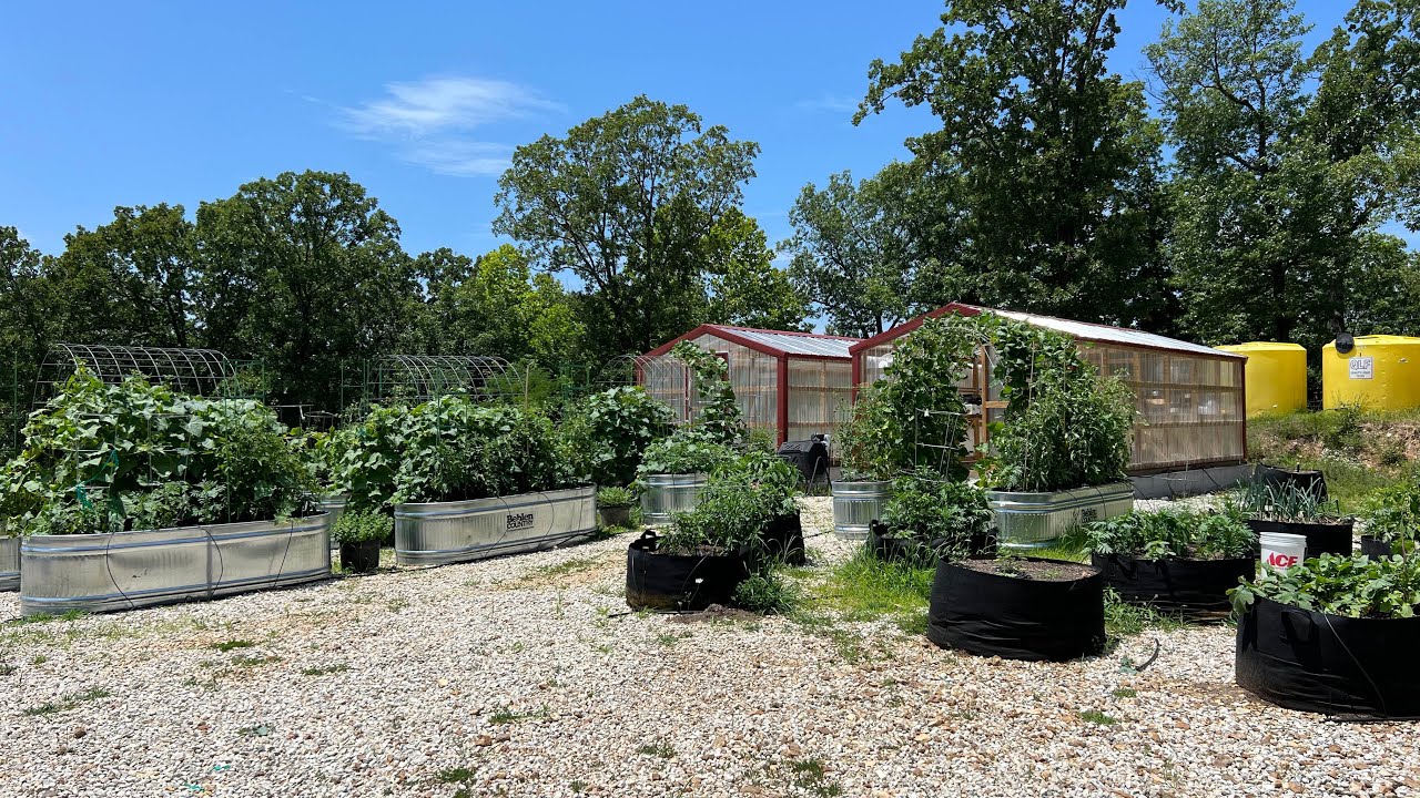 June 22nd 2024 Outdoor Cannabis Garden