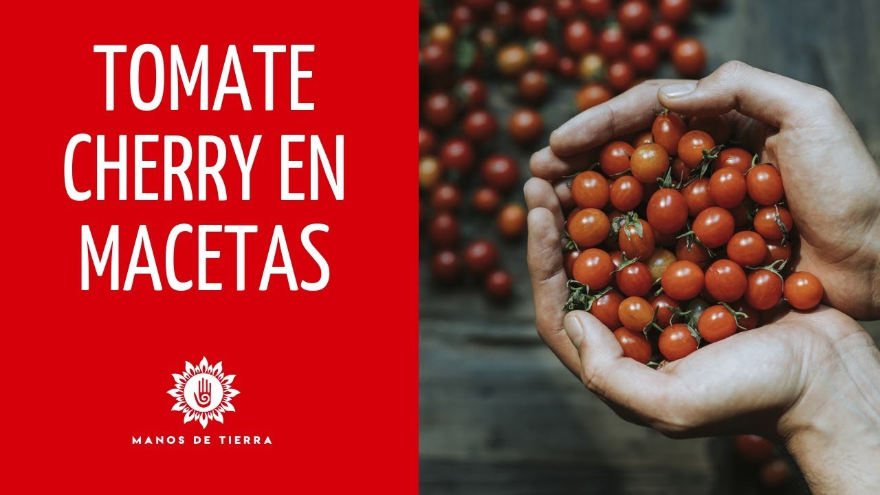 Como Sembrar Tomate Cherry En Maceta 2025//huerto en casa//manos de tierra
