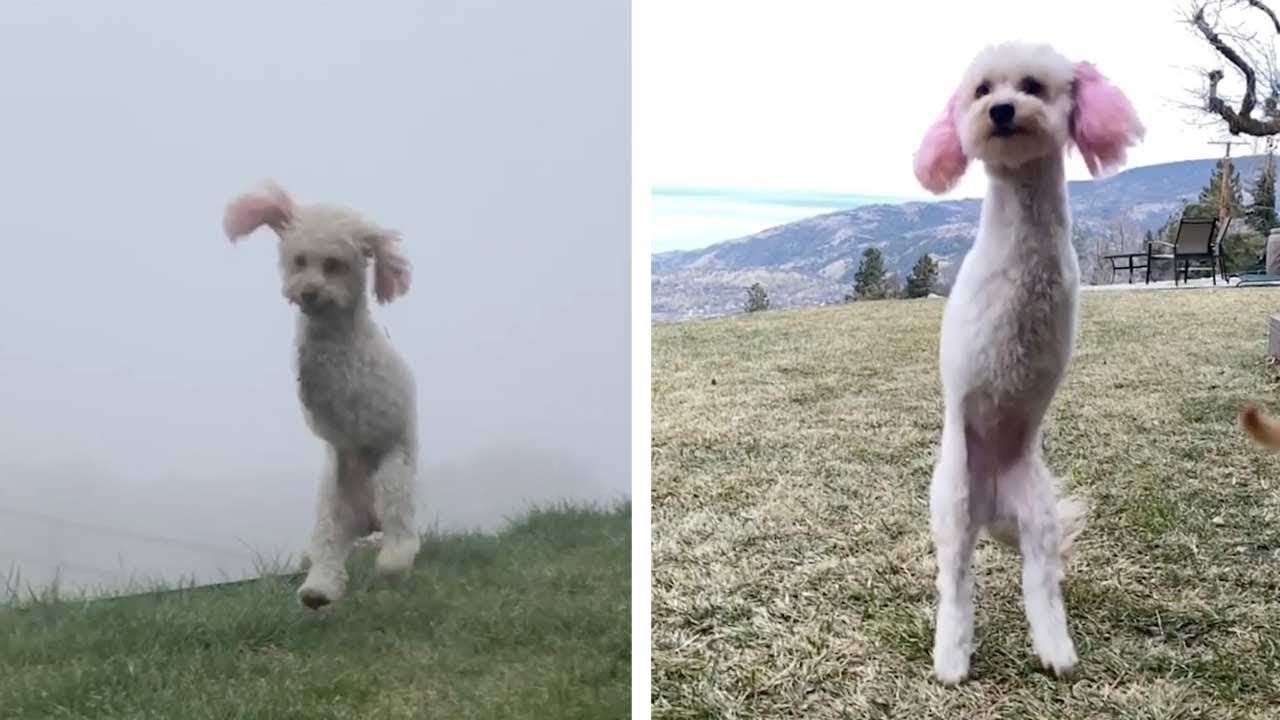 Double Amputee Dog Loves Life