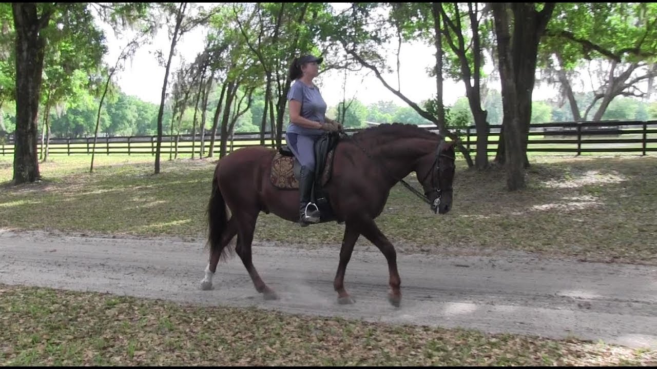 Mercurio - Chestnut Spanish Andalusian Stallion for Sale - Trail Riding