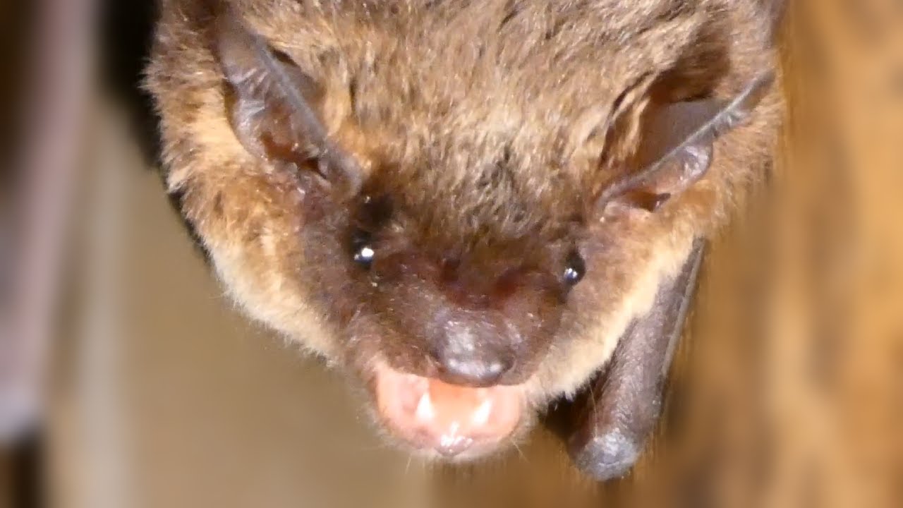 Bat call sounds / noises