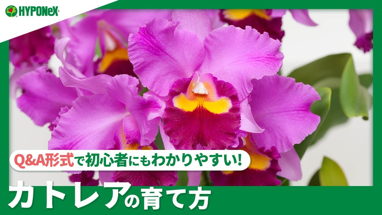 ☘149:カトレアの育て方｜栽培に適した場所は？キレイな花を咲かせるコツは？水やりや肥料など日々の管理もご紹介 【PlantiaQ&A】植物の情報、育て方をQ&A形式でご紹介