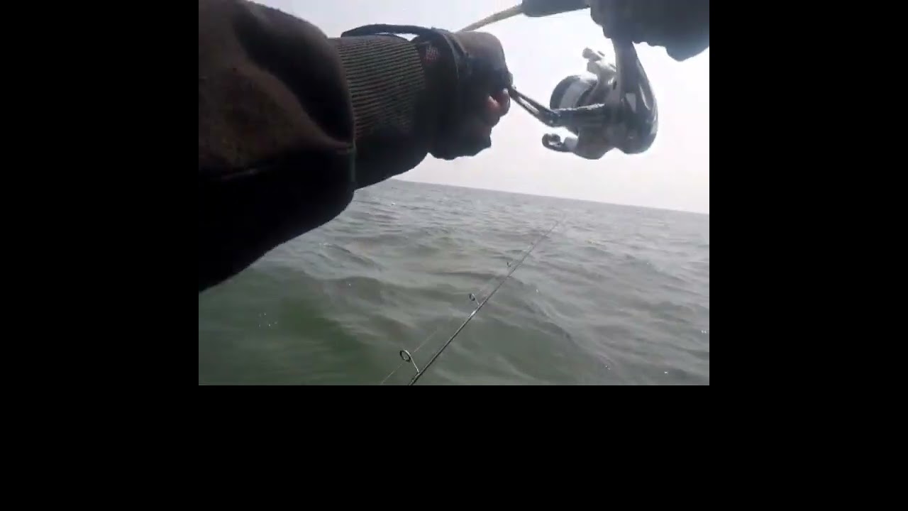 mancing kakap umpan udang hidup joss