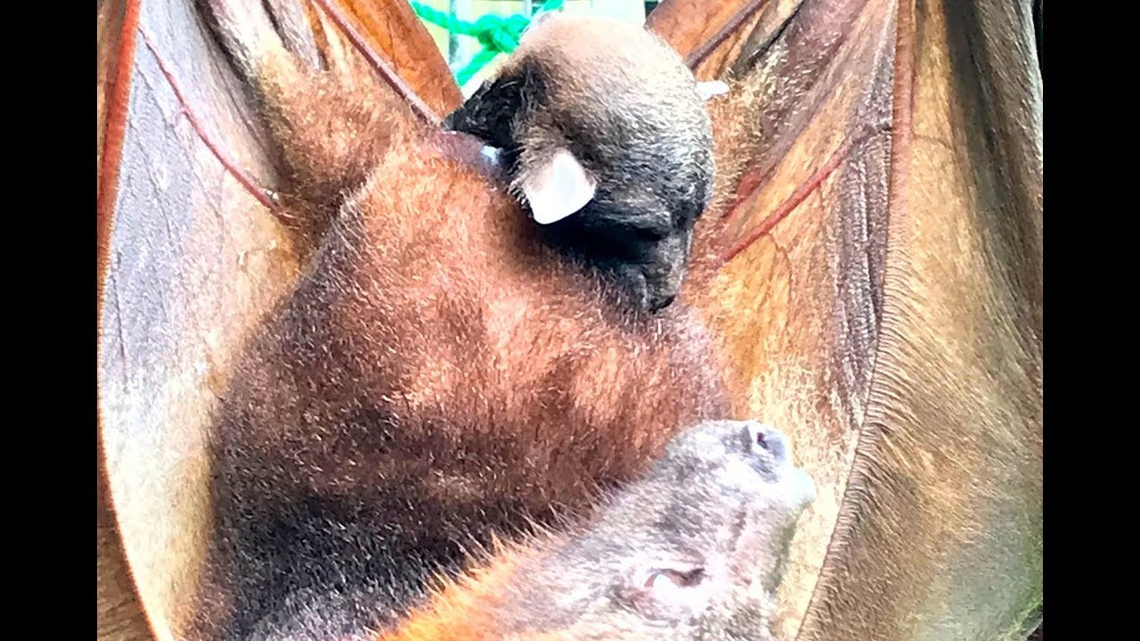 Little Red Flying-Fox gives birth:  Sky and Jake